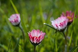 黛西,鮮花,白