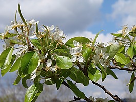 花,綠色,植物
