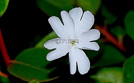 花,白,開花