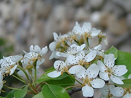 花,綠色,植物