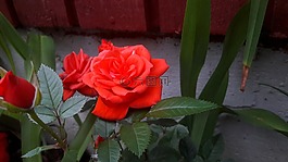 ros,玫瑰,红色
