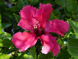 花,廠,性質(zhì)