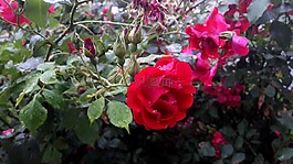 ros,玫瑰,紅色