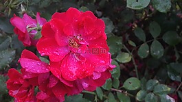 ros,玫瑰,紅色