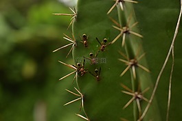 動(dòng)物,螞蟻,性質(zhì)