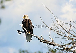 禿頭鷹,鷹,美國的象征