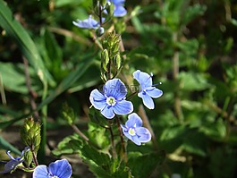 維羅妮卡,花卉,床上