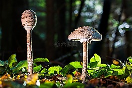 蘑菇,schirmling,梧桐