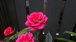 ros,玫瑰,粉色