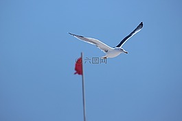 海鷗,鳥,海