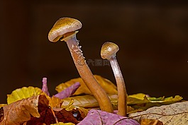 蘑菇,蘑菇組,秋天的落葉