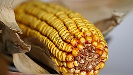 玉米,玉米棒,秋季
