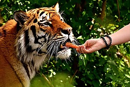 虎,捕食,飼料