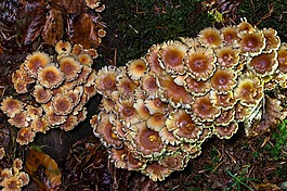 蘑菇,地板塊海綿,stockschwaemme
