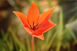 明星郁金香,紅色,開花