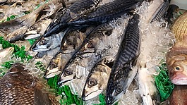 海,魚,鯖魚