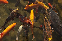 魚,水,性質(zhì)