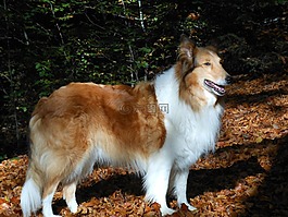 狗,苏格兰牧羊犬,牧羊犬