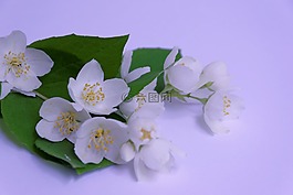 茉莉,白,科