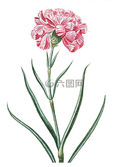 花,粉紅色,透明