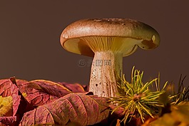 蘑菇,秋天的落葉,森林蘑菇