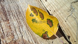 葉,秋天,秋葉