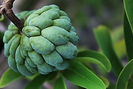 植物,自然,特寫
