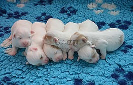 小狗,范圍的小狗,狗