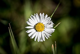 花,花瓣,自然