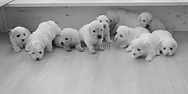 小狗,金毛獵犬,嬰兒