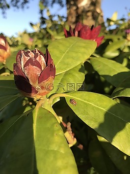 芽,自然,春
