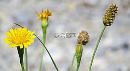 開(kāi)花,廠,休息