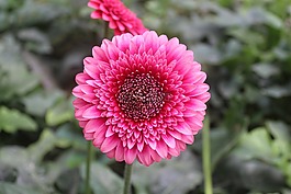自然,花,植物區(qū)系