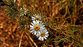 性質(zhì),花,雛菊
