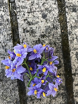 籬笆,木材,木