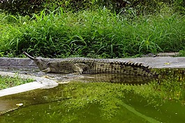 鄂,gavialis gangeticus,gavial