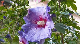 槿,花,盛開