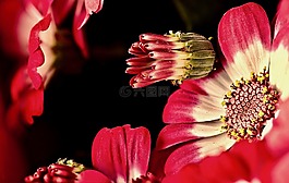 花,性質(zhì),植物