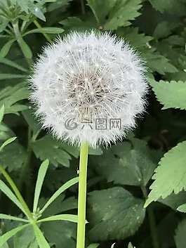 蒲公英,愿望,春