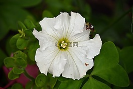 花,性質(zhì),植物區(qū)系