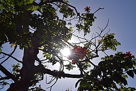 樹,開花,背光