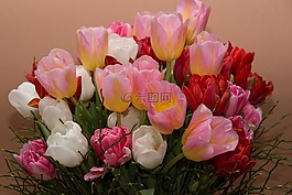鮮花,郁金香,花束