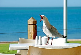 海鷗,鳥嘴,鷗
