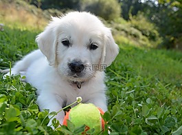 金毛獵犬,狗,男性