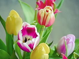 郁金香,花束,郁金香花束