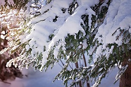 審美,分支機(jī)構(gòu),雪