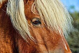 小馬,馬,動物