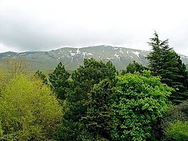 森林,樹(shù),綠色