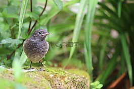 少年,黑紅色隹,鳥(niǎo)