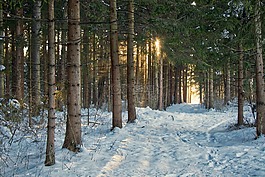 雪,冬天,木
